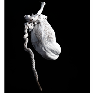 CORAZON